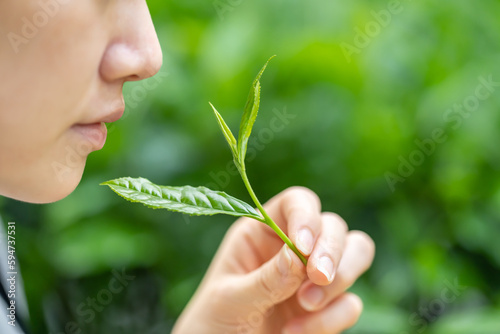 女性・茶葉・新茶