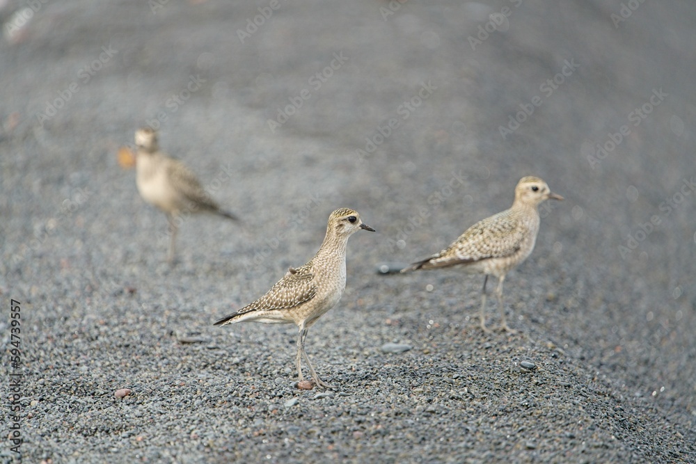 Birds walking side by side on an asphalt ground, enjoying an outdoors stroll together Birds walking side by side on an asphalt ground, enjoying an outdoors stroll together