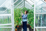Young woman spraying nature fertilizer, mature to a tomato plants in the greenhouse. Organic food growing and gardening. Eco friendly care of vegetables. The concept of food self-sufficiency