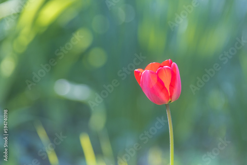 tulipe rouge sur fond vert au printemps