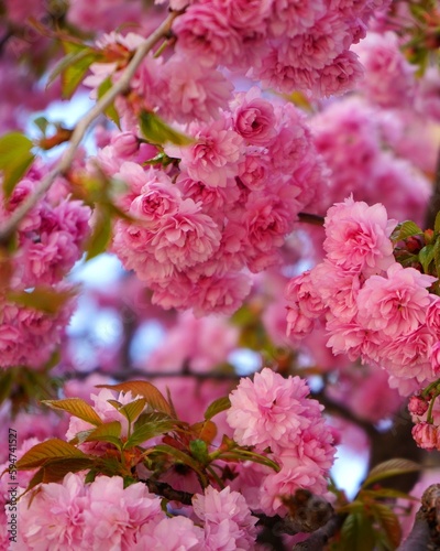 pink blossom