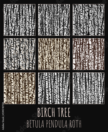 Birch grove vector illustration set. Betula pendula Roth is the Latin name for birch. Birch trees background for you design.
