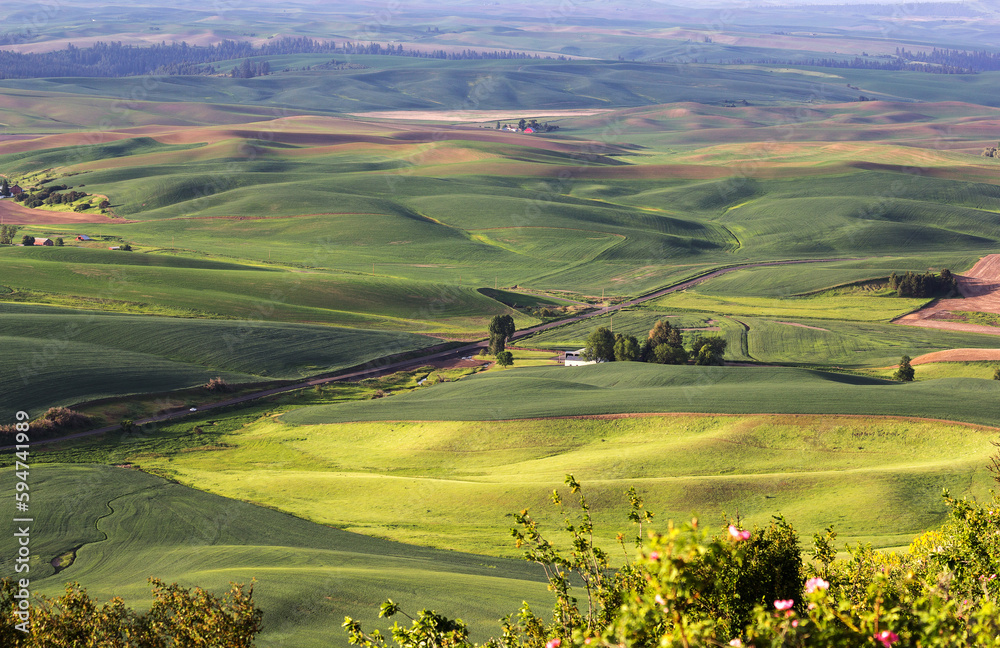 Wheat fields on rolling hills in morning hours at Palouse, Washington state, USA