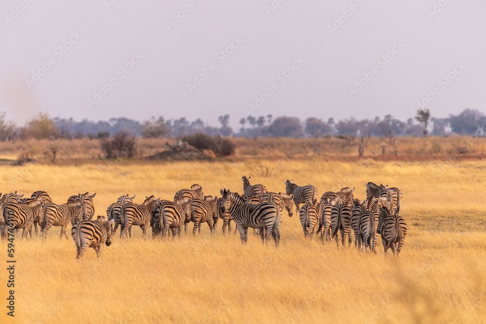 Telephoto shot of a large herd of Burchell's Plains zebras, Equus quagga burchelli, running on the dry lands of the Okavango Delta, Botswana. Telephoto shot of a large herd of Burchell's Plains zebras, Equus quagga burchelli, running on the dry lands of the Okavango Delta, Botswana.