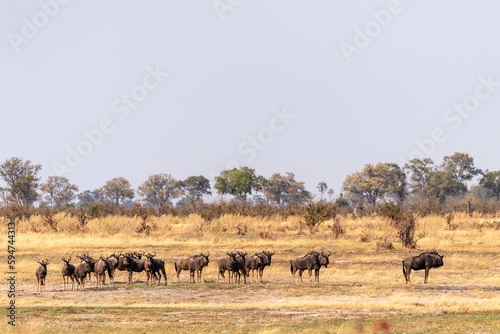 Telephoto shot of a herd of blue wildebeest - Connochaetes taurinus- standing on the Okavango Delta, Botswana. © Goldilock Project