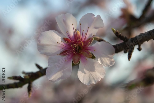Closeup of a pink cherry blossom flower on the branch © Jurica Tomic/Wirestock Creators