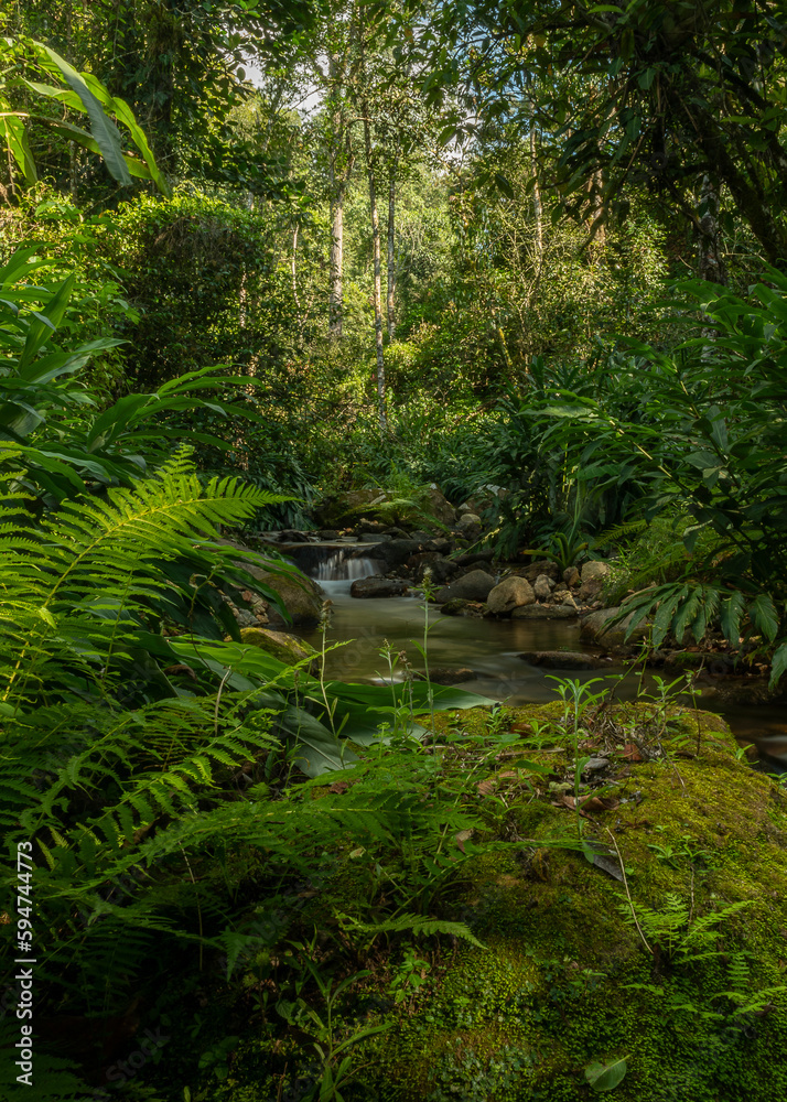 stream in the forest stream in the forest