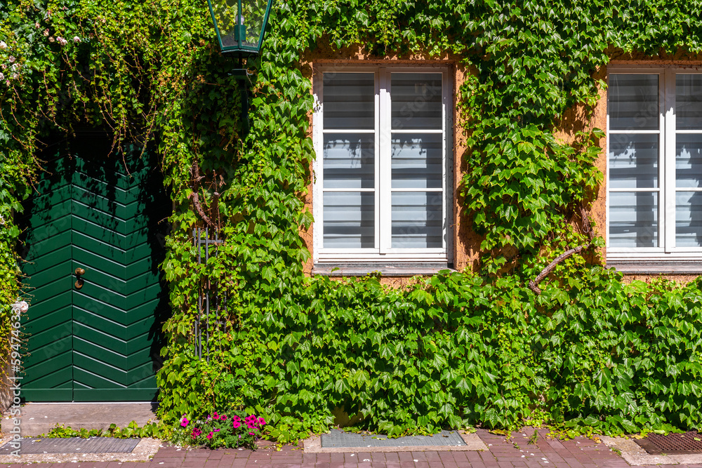 Small old traditional uk retro house facade door window wall entrance porch overgrown green ivy creeper plant and flower gardening design. Vintage cottage country english style building europe summer Small old traditional uk retro house facade door window wall entrance porch overgrown green ivy creeper plant and flower gardening design. Vintage cottage country english style building europe summer