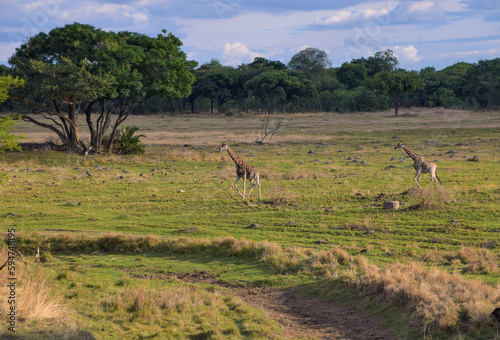 Giraffes in a nature reserve in Zimbabwe