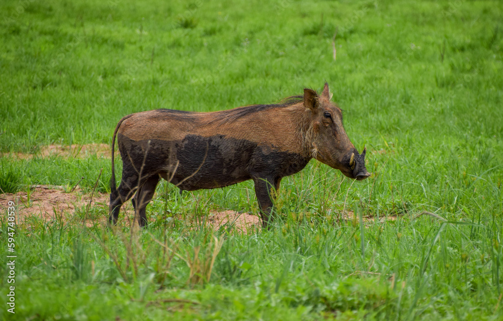 An adult warthog in a nature reserve in Zimbabwe. An adult warthog in a nature reserve in Zimbabwe.