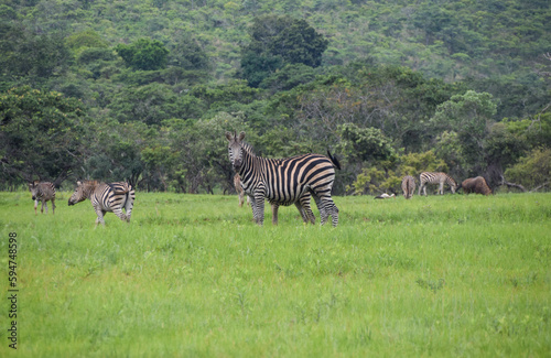 A herd of zebras in Zimbabwe