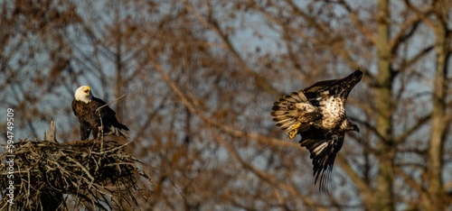 Eagles in flight above a nest made from natural materials