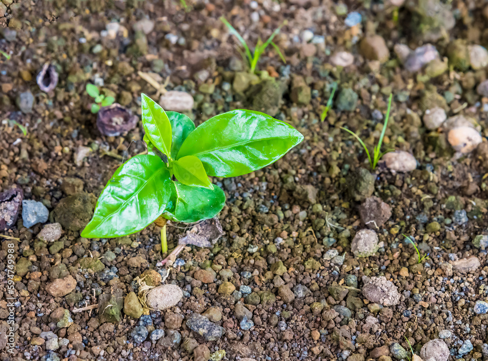 A view of coffee plants being nursed near to La Fortuna, Costa Rica during the dry season A view of coffee plants being nursed near to La Fortuna, Costa Rica during the dry season