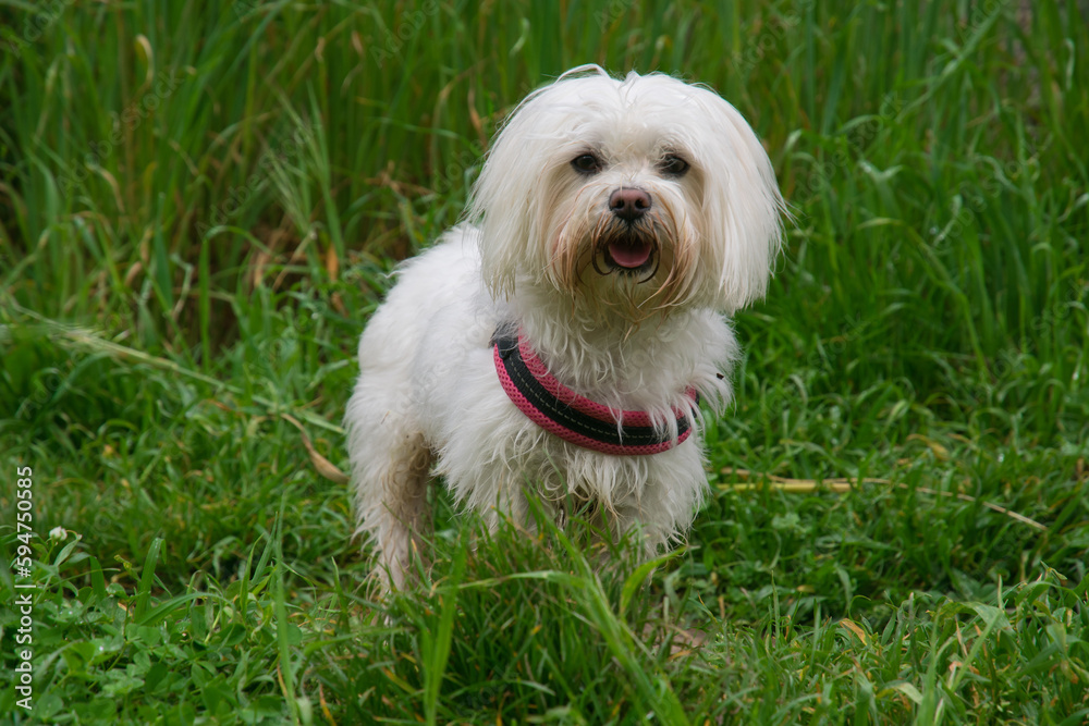 Portrait of a purebred white Maltese dog on the grass