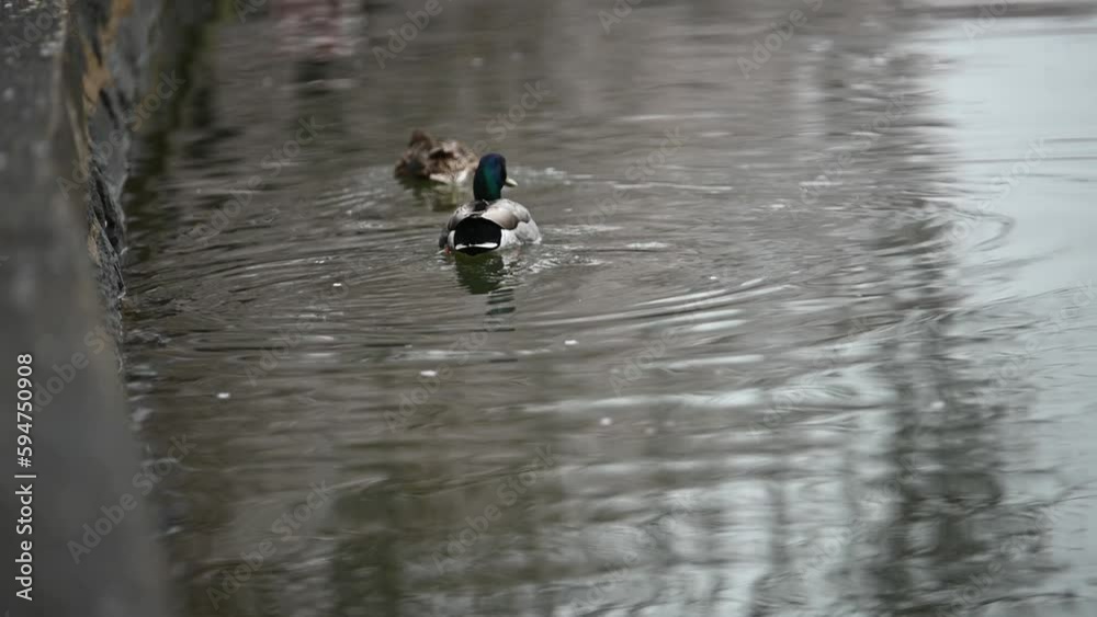 duck on the lake during the cherry blossom duck on the lake during the cherry blossom
