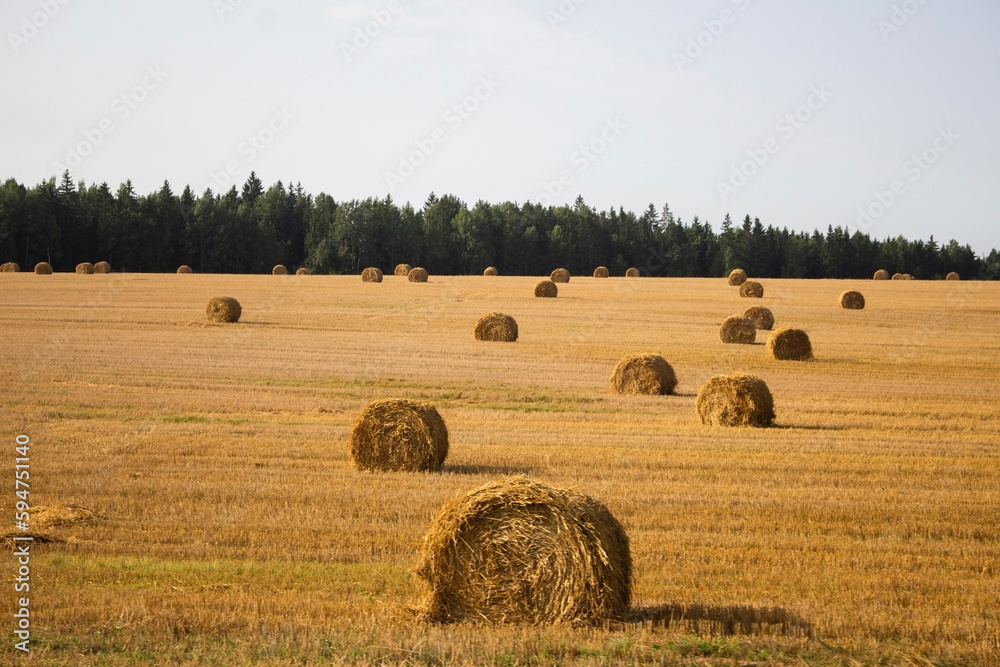 Yellow golden hay balls of straw crop on a rural field