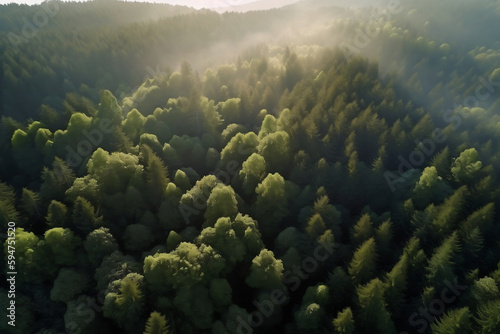 Aerial view of a lush green forest in the morning light.