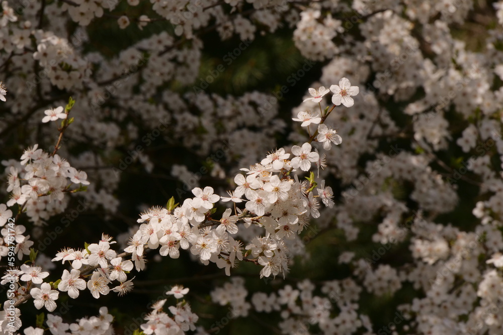 a beautifully blooming fruit tree in spring a beautifully blooming fruit tree in spring