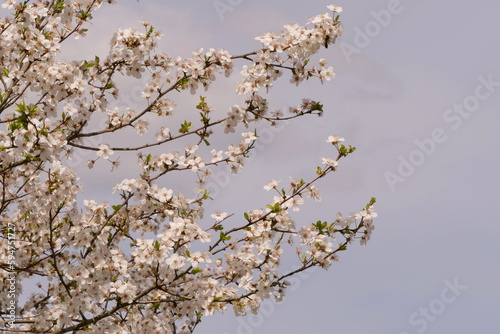 blossoming of a fruit tree in spring on the background of the sky