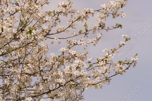 blossoming of a fruit tree in spring on the background of the sky