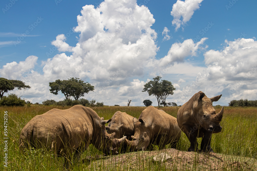 White Rhino or square-lipped rhinoceros (Ceratotherium simum) in Imire Rhino & Wildlife Conservancy, Zimbabwe