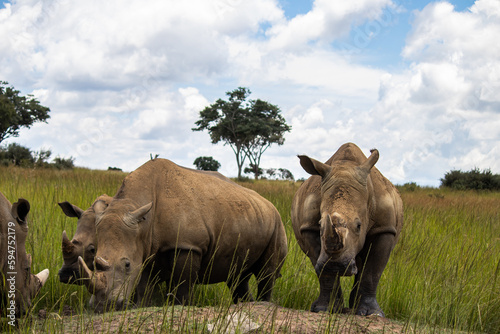 White Rhino or square-lipped rhinoceros (Ceratotherium simum) in Imire Rhino & Wildlife Conservancy, Zimbabwe photo