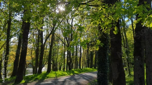 Forêt de parc à contrejour