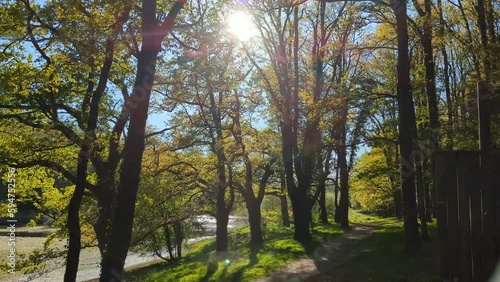 Forêt de parc, à contrejour