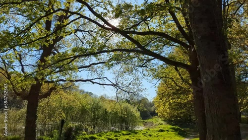 Forêt à contrejour