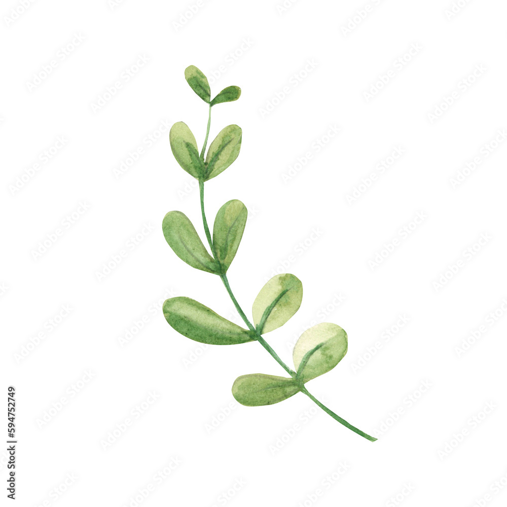 Watercolor green branch. Botanical illustration on a white background. Ideal for templates, greeting cards, graphics design. Watercolor green branch. Botanical illustration on a white background. Ideal for templates, greeting cards, graphics design.