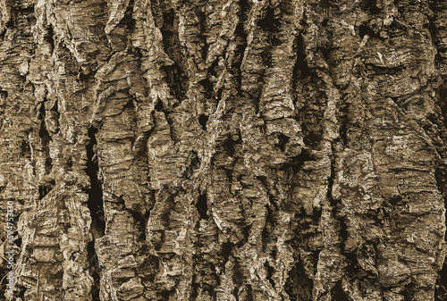 Illustration of a close-up of cork tree bark. Cork tree or Phellodendron sachalinense in Latin photo