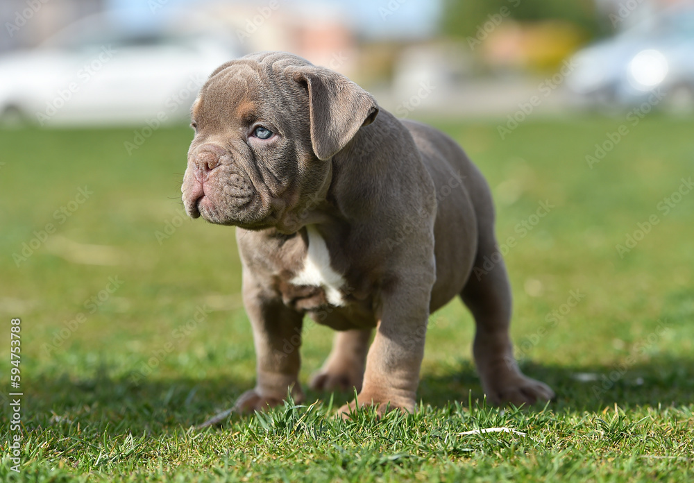 a puppy american bully dog in the park