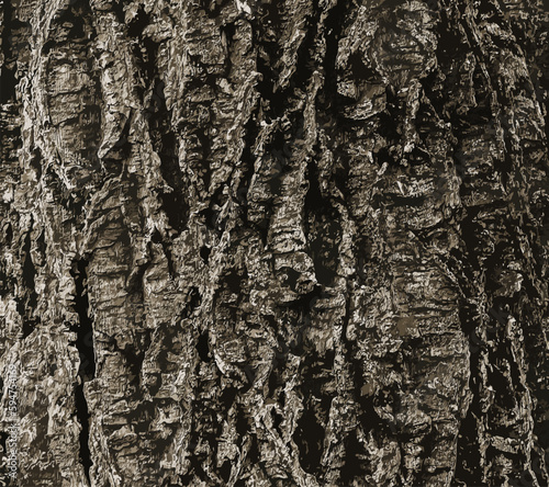 Vector illustration of a close-up of cork tree bark. Cork tree or Phellodendron sachalinense in Latin
 photo