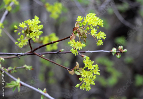 Maple (Acer platanoides) blooms in nature