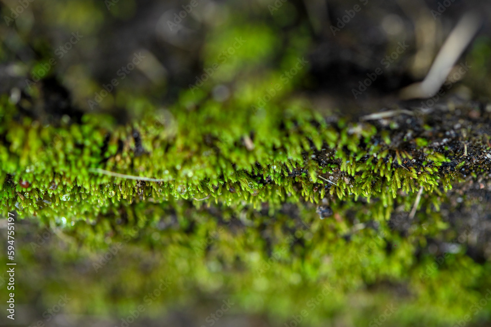 green moss on the ground