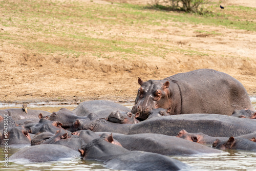 Hippo out of water crawls back to the group, in the Kazinga Channel - Queen Elizabeth National Park Uganda