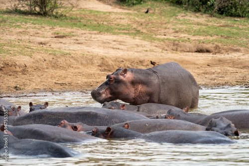 Hippo emerges from the water in the Kazinga Channel, Uganda in Queen Elizabeth National Park