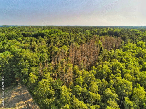 Kill trees in the beautiful green forest in the Netherlands