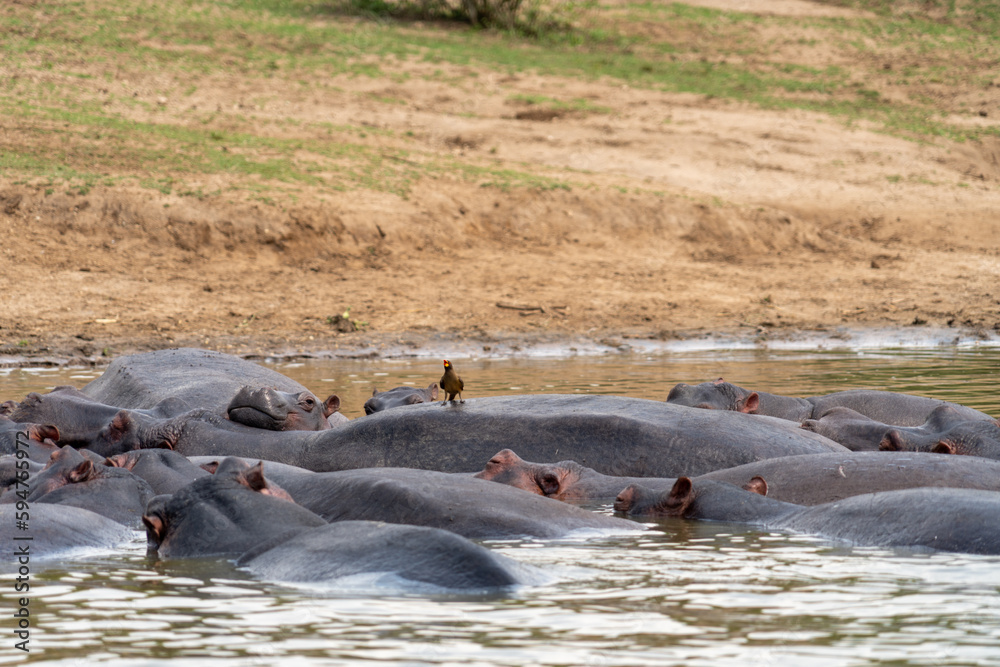 Fototapeta premium Yellow billed oxpecker bird rides on the top of a hippo back. Kazinga Channel, Uganda in Queen Elizabeth National Park