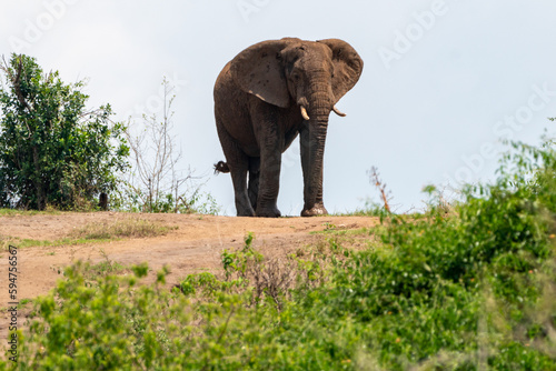 Elephant on top of a dirt hill near the Kazinga Channel of Queen Elizabeth National Park Uganda