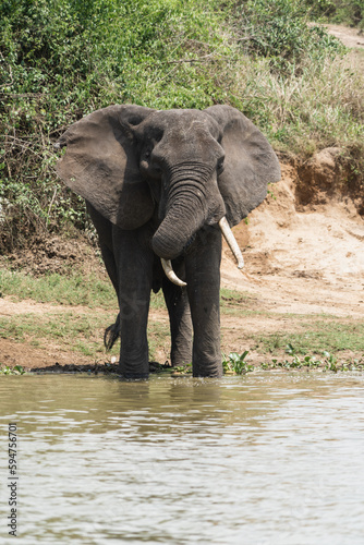 Elephant drinks water from the Kazinga Channel of Queen Elizabeth National Park Uganda