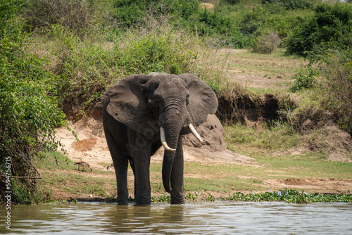 Elephant drinks water from the Kazinga Channel of Queen Elizabeth National Park Uganda