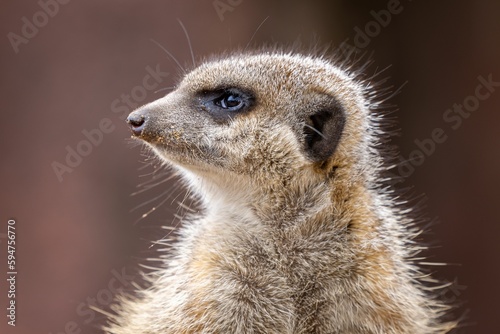 Closeup of a meerkat standing and staring ahead with a blurry background © Trikiphotography/Wirestock Creators
