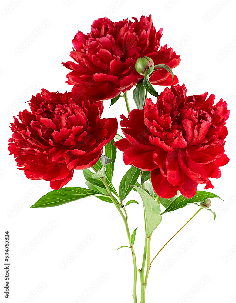 Bouquet of blooming red peonies isolated on a white background Bouquet of blooming red peonies isolated on a white background