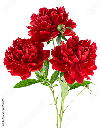 Fototapeta Naklejka Na Ścianę i Meble -  Bouquet of blooming red peonies isolated on a white background