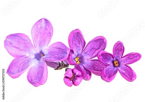 Group of purple lilac flowers isolated on a white background