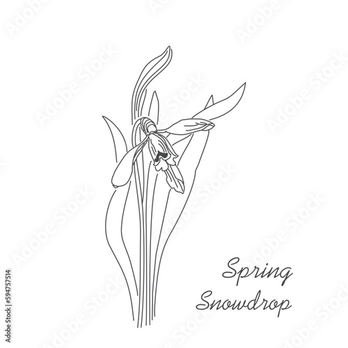 Vector linear hand drawing of a snowdrop. The first spring forest flowers. Primrose Botanical Pattern ©  Vi Min