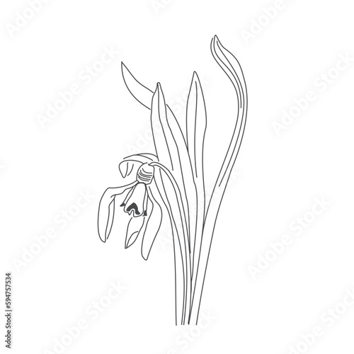 Vector linear hand drawing of a snowdrop. The first spring forest flowers. Primrose Botanical Pattern