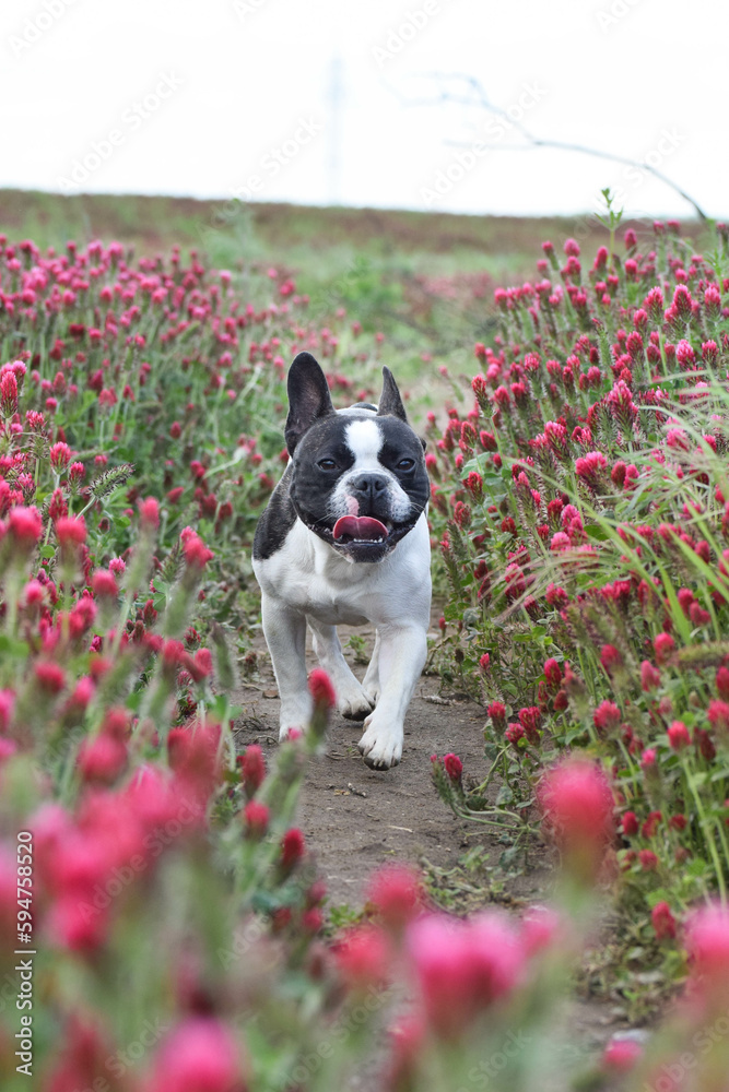 Puppy of french bulldog is running in crimson clover. It was so tall so he must jump.