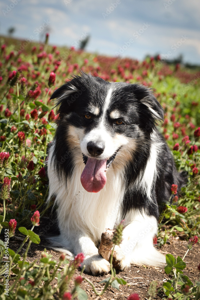 Adult border collie is laying in crimson clover. He want it so much.